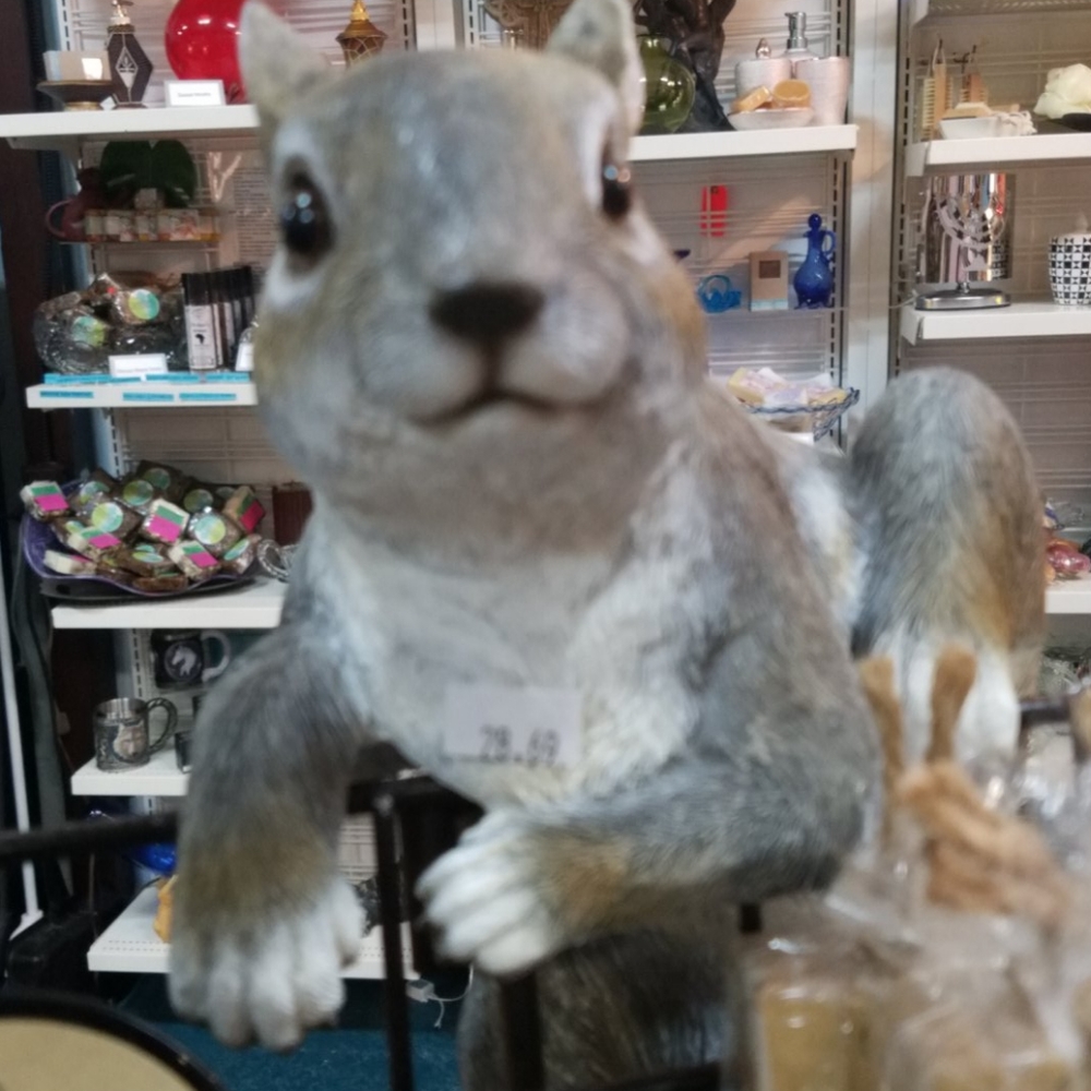 Squirrel